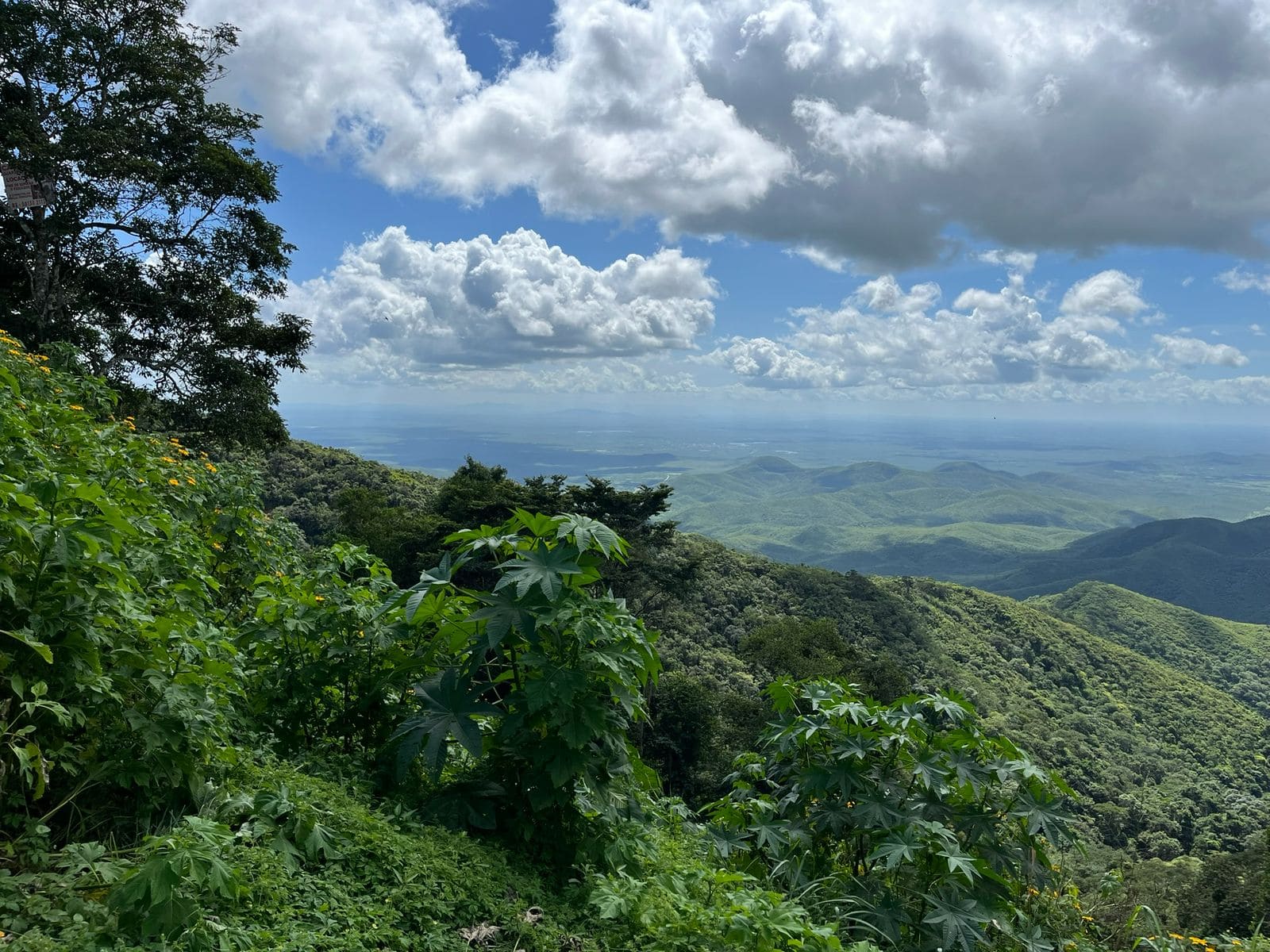 http://Vue%20panoramique%20depuis%20un%20sommet%20montagneux%20(Pico%20Alto),%20regardant%20vers%20le%20bas%20sur%20des%20chaînes%20de%20montagnes%20verdoyantes%20et%20ondulantes%20sous%20un%20ciel%20bleu%20avec%20de%20nombreux%20nuages%20blancs.%20Le%20premier%20plan%20est%20rempli%20de%20feuillage%20tropical%20vert%20luxuriant%20et%20de%20buissons,%20avec%20des%20arbres%20plus%20grands%20sur%20la%20gauche.%20L'horizon%20s'étend%20loin%20dans%20une%20brume%20légère.